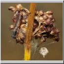 Sepedon sphegea - Hornfliege 02 9mm.jpg